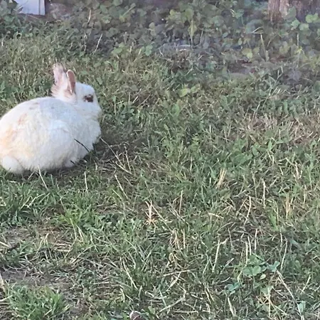 Luxury tent Bambou *