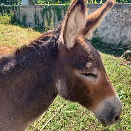 럭셔리텐트 Bambou